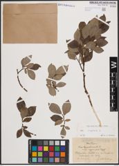 Foto von Salix caprea L.